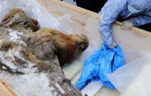 В Сибирской Арктике вандалы разрушили семь кладбищ мамонтов - Похоронный портал